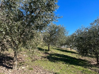 zoom immagine (Terreno 5770 mq, zona Arquà Petrarca)